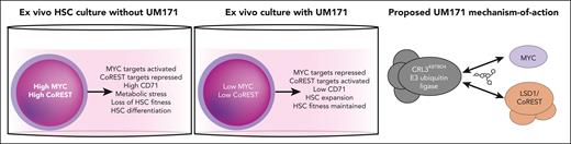 Multiple mechanisms of UM171 promote ex vivo HSC expansion. In standard human HSC culture conditions, high levels of MYC and CoREST accumulate, resulting in loss of transplantable HSCs. UM171 induces human HSC expansion ex vivo, at least in part, by degrading MYC and the LSD1/CoREST complex via its ability to recruit them to the CRL3KBTBD4 E3 ubiquitin ligase.