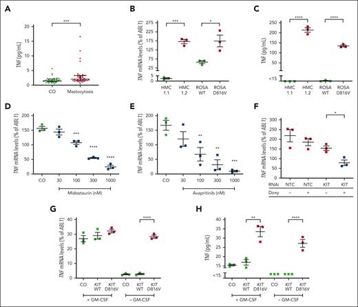 KIT D816V induces TNF expression. (A) TNF serum concentrations of patients with mastocytosis (n = 40) and of an age- and sex-matched control cohort were measured by ELISA. Results represent median and IQR. (B-C) TNF expression and secretion levels were measured in the human MC lines HMC-1.1 (KIT D816V–), HMC-1.2 (KIT D816V+), ROSAKIT WT, and ROSAKIT D816V. ROSA cells were cultivated in medium containing 3 ng/mL SCF. Cells were seeded at a density of 0.5 × 106/mL and incubated for 5 hours. TNF mRNA expression of the respective cells was analyzed by quantitative reverse transcription PCR (qRT-PCR) (B), TNF secretion into the supernatants was analyzed by ELISA after 24 hours of cultivation at a density of 1 × 106/mL (C). (D-E) TNF expression levels in HMC-1.2 cells were determined after treatment with different concentrations of the KIT D816V-targeting drugs midostaurin (D) and avapritinib (E) for 5 hours. (F) Expression of TNF was measured in HMC-1.2 cells with doxycycline-inducible RNAi against KIT or a nontargeting control (NTC) after treatment with or without doxycycline (1 μg/mL) for 48 hours. (G-H) Mo7e cells, lentivirally transduced with an empty vector (CO), pWPI KIT WT, or pWPI KIT D816V, were seeded at a density of 1 × 106 cells per mL and cultivated in presence or absence of granulocyte-macrophage colony-stimulating factor (GM-CSF; 2 ng/mL) for 24 hours. TNF mRNA expression levels in the cells were measured by qRT-PCR (G), and TNF secretion into the supernatants was analyzed by ELISA (H). Results represent the mean and standard error of the mean of 3 independent experiments. ∗P < .05; ∗∗P < .01; ∗∗∗P < .001; ∗∗∗∗P < .0001.