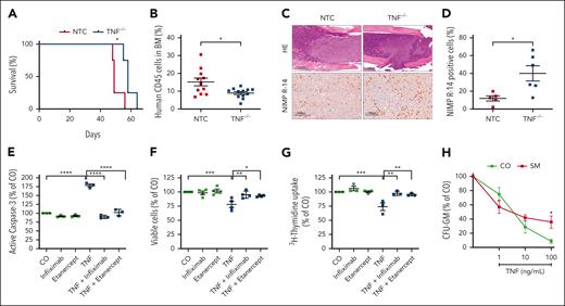 Knockout of TNF leads to improved survival, reduced BM infiltration, and increased myelopoiesis in mice. (A) Kaplan-Meier survival plot of NSG mice injected with ROSAKIT D816V cells with CRISPR/Cas9-mediated TNF knockout (blue) compared with a nontargeting control (NTC; red) with retained TNF secretion. (B-D) Workup of NSG mice that were injected with ROSAKIT D816V cells with or without TNF knockout and sacrificed after 5 weeks. Infiltration of ROSAKIT D816V cells was assessed by flow cytometric analysis of flushed BM cells for human CD45 expression (B). BM formalin-fixed paraffin-embedded sections (femur) were stained with hematoxylin and eosin (HE) and antibodies against NIMP R-14 (Ly-6G/-6C) (staining murine myelopoiesis). Representative sections are shown in panel C and the fraction of NIMP R-14–positive cells in the BM in panel D. (E-F) Murine BM cells were preincubated with etanercept or infliximab (10 μg/mL) or remained untreated for 4 hours. Human recombinant TNF (100 ng/mL) was then added and active caspase-3–positive cells were measured after 72 hours by flow cytometry (E). Complementary viable cells were evaluated after 24 hours of incubation using annexin V and 4′,6-diamidino-2-phenylindole staining (F). (G) Human BM mononuclear cells were seeded at a density of 100 000 cells per well and treated with human recombinant TNF (100 ng/mL) and/or etanercept and infliximab, and the proliferation rate was evaluated by 3H-thymidine incorporation assay. (H) CFU-GM formation of BM mononuclear cells obtained from patients with KIT D816V+ SM compared with those from normal controls (n = 3). Results represent the mean and standard error of the mean of 3 independent experiments. ∗P < .05; ∗∗P < .01; ∗∗∗P < .001; ∗∗∗∗P < .0001.