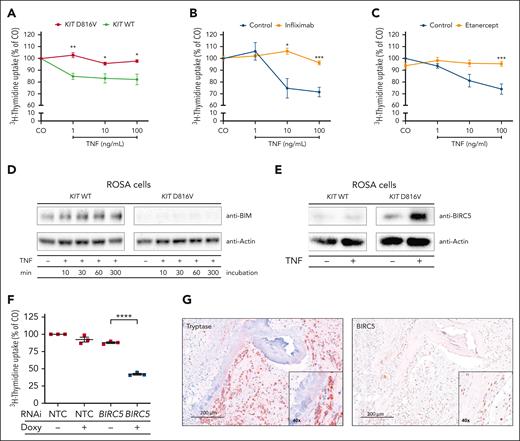 Resistance of KIT D816V+ MCs to TNF. (A-C) ROSAKIT WT (green) and ROSAKIT D816V (red) cells were treated with different TNF concentrations and cell growth was evaluated by 3H-thymidine incorporation assay. ROSAKITWT cells were additionally incubated with infliximab (10 μg/mL) (B) or etanercept (10 μg/mL) (C). (D) ROSAKIT WT and ROSAKIT D816V cells were incubated with recombinant TNF (100 ng/mL) for up to 300 minutes as indicated. Whole-cell protein extracts were analyzed for BIM expression by immunoblotting. (E) ROSAKIT WT and ROSAKIT D816V cells were incubated with or without recombinant TNF (100 ng/mL) for 6 hours. Whole-cell protein extracts were analyzed for BIRC5 (survivin) protein expression by immunoblotting. Actin served as loading control for immunoblotting. A representative blot is shown in panels D and E. (F) ROSAKIT D816V cells were transduced with doxycycline-inducible RNAi targeting BIRC5 or an NTC. After TNF treatment (100 ng/mL) of doxycycline induced and noninduced cells, cell growth was assessed by 3H-thymidine incorporation assay. Results in panels A-C and F represent mean and standard error of the mean of 3 independent experiments. (G) Serial sections of paraffin-embedded BM from a patient with SM were immunohistochemically stained with an anti-tryptase antibody (left) or an anti-BIRC5 antibody (right). ∗P < .05; ∗∗P < .01; ∗∗∗P < .001; ∗∗∗∗P < .0001.