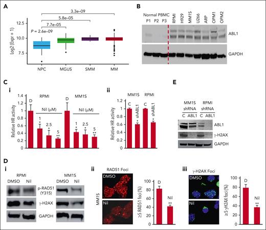 ABL1 kinase is overexpressed and contributes to dysregulation of HR activity and genomic integrity in MM. (A) Relative expression (Log2) of ABL1 in normal and MM samples in GSE5900-GSE2658 (NPC = 22; MGUS = 44; SMM = 12; MM = 559) data set. (B) Western blot showing ABL1 expression in normal PBMC samples and MM cell lines. (C) HR activity, assessed by functional assay described in “Methods,” in MM cell lines treated with DMSO (D; control), the ABL1 inhibitor nilotinib for 48 hours (Ci) or shRNAs (C, control; sh-ABL1, ABL1-shRNA) (Cii). Error bars indicate SDs of triplicate experiment and 2-tailed P values derived by t test (∗P < .05-.001; ∗∗P < .001). (D) MM cell lines treated with DMSO or nilotinib (Nil; 5 μM) for 48 hours were evaluated for phosphorylation of RAD51 (Y315) and DNA breaks (by investigating levels of γ-H2AX) using western blotting (Di) and for RAD51 and γ-H2AX foci using fluorescence microscopy (Dii-Diii). Approximately 100 cells representing 3 different microscopic fields were investigated and cells with foci counted. Error bars indicate SDs; 2-tailed P values derived by t test (∗∗P < .001). (E) ABL1 was suppressed using shRNAs (C, control; sh-ABL1, ABL1-shRNA), and the cells were evaluated for DNA breaks (by investigating levels of γ-H2AX) using western blotting. DMSO, dimethyl sulfoxide; NPC, normal plasma cells; MGUS, monoclonal gammopathy of unknown significance; SMM, smoldering multiple myeloma; MM, multiple myeloma; NPC, normal plasma cells; SD, standard deviation; SMM, smoldering multiple myeloma.