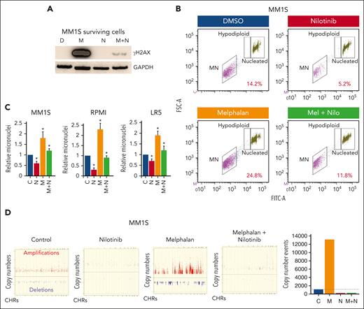 Nilotinib reduces genomic damage and instability caused by melphalan. (A-B) MM cells were treated with DMSO only (D), melphalan (M), nilotinib (N), or a combination of both drugs (M+N) for 48 hours and evaluated for DNA breaks (by measuring γ-H2AX level) (A) and genomic instability (using micronucleus assay) (B-C). A representative flow cytometry image of micronuclei in MM.1S cells (B) and bar graphs showing percent micronuclei in 3 MM cell lines (C) are shown. Error bars indicate SDs of 3 independent experiments, and 2-tailed P values are derived by t test (∗P < .05). (D) MM.1S cells treated with nilotinib (N; 2.5 μM), low dose melphalan (M; 1 μM), or combination were cultured for 3 weeks. DNA from the cultured and “day 0” (baseline control) cells was analyzed using SNP arrays (Affymetrix). Copy number events in cultured cells were identified using the genome of “day 0” cells as a baseline. A copy number event was defined as a change in ≥3 consecutive probes by 1 copy. Images showing amplifications (red dots) and deletions (blue dots) on all chromosomes and bar graph showing total copy number change events throughout genome. DMSO, dimethyl sulfoxide; SD, standard deviation.