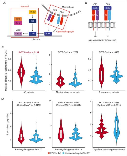 Rare variant analysis of PF. (A) Simplified schematic of the complement system. The complement system is broadly divided into 2 subpathways: humoral and opsonophagocytic. The humoral subpathway is comprised of soluble plasma proteins responsible for destroying microorganisms via formation of the membrane attack complex, which lyses the target cell by permeabilizing its surface. The opsonophagocytic subpathway is comprised of cellular receptors that recognize complement fragments deposited on microbial surfaces and facilitate phagocytosis and pathogen clearance. (B) Heterodimerization of integrin β2 (B2) with integrin αM (M) forms the anti-inflammatory signaling mediator CR3 whereas heterodimerization of B2 with integrin αX (X) forms the proinflammatory signaling mediator CR4. (C) RVTT analyses comparing the European PF cohort (PF) and the NHLBI ARDSnet iSPAAR cohort (unselected sepsis) in terms of ΔP variants (left panel), neutral missense variants (middle panel), and synonymous variants (right panel). (D) RVTT analyses comparing the same 2 cohorts in terms of ΔP variants in procoagulant genes (left panel), anticoagulant genes (middle panel), and glycolysis pathway genes (right panel).