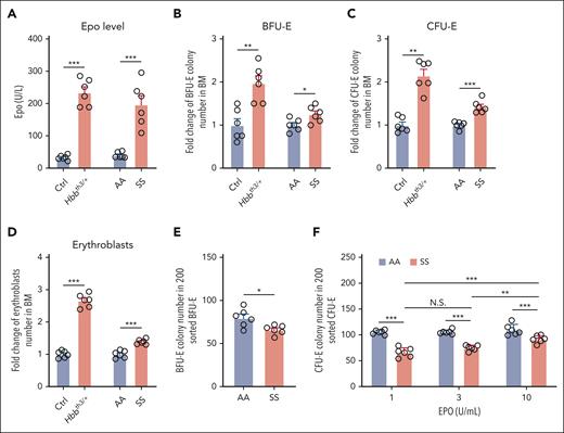 The ability of SS mouse BM to compensate for anemia was impaired. (A) Plasma EPO levels of various mice as indicated (N = 6). (B) Fold change of BFU-E colony numbers in 5 ×104 BM cells (N = 6). (C) Fold change of CFU-E colony numbers in 5 × 104 BM cells (N = 6). (D) Fold change of BM erythroblast numbers in 2 femurs + 2 tibias (N = 6). Data in panels B, C, and D were normalized by dividing them by the average of the control group. (E) Numbers of BFU-E colonies in 200 sorted BFU-E (N = 6). (F) Numbers of CFU-E colonies in 200 sorted CFU-E in the presence of EPO at the indicated concentrations (N = 6). ∗P < .05; ∗∗P < .01; ∗∗∗P < .001. N.S., no statistical difference.