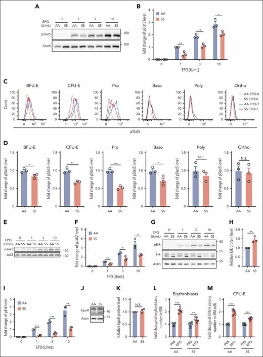 EPO/EPOR signaling in SS erythroid cells was impaired. (A-B) Representative western blot analysis of phosphorylated Stat5 (pStat5) in the enriched BM erythroid cells of AA and SS mice and its quantification. The fold changes were normalized to the pStat5 level in BM erythroid cells of AA mice stimulated with EPO at 1 U/mL. (C-D) Representative flow-cytometric analysis of pStat5 in erythroid cells at each developmental stage and its quantification. (E-F) Representative western blot analysis of Jak2 and phosphorylated Jak2 (pJak2) in the enriched BM erythroid cells of AA and SS mice and its quantification (N = 3). (G) Representative western blot analysis of Erk and phosphorylated Erk (pErk) in the enriched BM erythroid cells of AA and SS mice. (H) Quantification analysis showing the fold change of Erk protein level. Actin was used as reference protein. (I) Quantification analysis of pErk in the enriched BM erythroid cells of AA and SS mice. The fold changes were normalized to the pErk level (normalized with Erk level) in enriched BM erythroid cells of AA mice stimulated with EPO at 1 U/mL. The quantitative analyses of pStat5 and pErk were based on data from 3 biological replicates (N = 3). (J) and (K) Representative western blot and quantitative analyses of EpoR levels in the enriched BM erythroid cells from AA and SS mice (N = 3). (L) Fold change of BM erythroblast numbers in 2 femurs + 2 tibias, and (M) fold change of CFU-E colony numbers in 5 × 104 BM cells of PBS- or EPO-injected AA and SS mice (N = 6). ∗P < .05; ∗∗P < .01; ∗∗∗P < .001. Poly, polychromatic erythroblast.