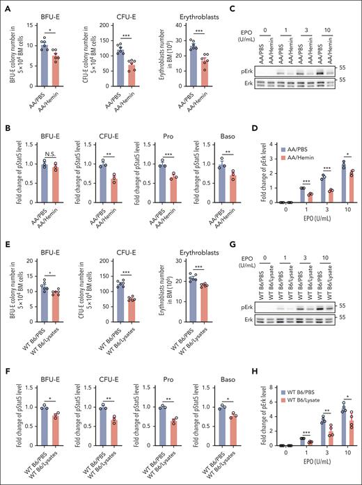Hemin injection led to suppression of BM erythropoiesis and inhibition of EPO/EPOR signaling in erythroid cells via an indirect mechanism. (A) Effects of hemin injection on BM BFU-E colonies, CFU-E colonies, and erythroblasts in AA mice (N = 6). (B) Quantitative analysis of pStat5 levels as assessed by flow cytometry in BM erythroid cells of PBS- or hemin-injected AA mice. (C-D) Representative western blot analysis of pErk in the enriched BM erythroid cells from PBS- or hemin-injected AA mice and its quantification. The fold changes of pErk were normalized to the pErk level in BM erythroid cells of PBS-injected AA mice stimulated with EPO at 1 U/mL. (E) Effects of RBC lysate injection on BM BFU-E colonies, CFU-E colonies, and erythroblasts in WT B6 mice (N = 6). (F) Quantitative analysis of pStat5 levels as assessed by flow cytometry in BM erythroid cells of PBS- or RBC lysate–injected WT B6 mice. (G-H) Representative western blot analysis of pErk level in enriched BM erythroid cells of WT B6 mice injected with PBS or RBC lysate and its quantification. The fold changes of pErk were normalized to the pErk level in BM erythroid cells of PBS-injected WT B6 mice stimulated with EPO at 1 U/mL. The quantitative analysis of pStat5 and pErk were based on data from 3 biological replicates (N = 3). ∗P < .05; ∗∗P < .01; ∗∗∗P < .001.