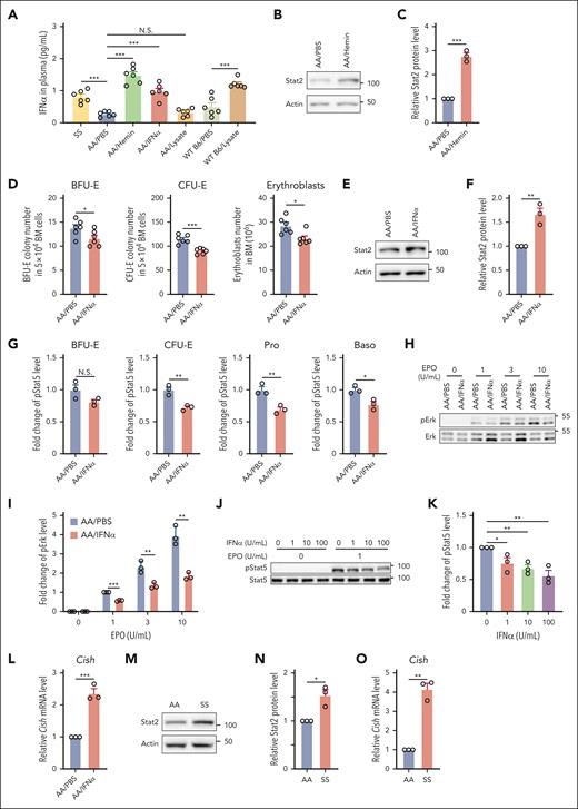 Hemin impaired erythropoiesis in vivo via induction of IFNα. (A) Plasma IFNα levels of various mice as indicated (N = 6). (B-C) Representative western blot and quantitative analyses of Stat2 levels in the enriched BM erythroid cells from PBS- or hemin-injected mice (N = 3). (D) Effects of IFNα injection to AA mice on BM BFU-E colonies, CFU-E colonies, and erythroblasts (N = 6). (E-F) Representative western blot and quantitative analyses of Stat2 levels in the enriched BM erythroid cells from PBS- or IFNα-injected AA mice (N = 3). (G) Quantitative analysis of pStat5 levels as assessed by flow cytometry in BM erythroid cells of PBS- or IFNα-injected AA mice. (H-I) Representative western blot and quantitative analyses of pErk levels in enriched BM erythroid cells from PBS- or IFNα-injected AA mice. The fold changes of pErk were normalized to the pErk level from BM erythroid cells of PBS-injected AA mice stimulated with EPO at 1 U/mL (N = 3). (J-K) Representative western blot and quantitative analyses of pStat5 levels in the enriched BM erythroid cells of AA mice treated with IFNα in vitro at indicated concentrations and then stimulated with EPO at 0 or 1 U/mL. The fold changes were normalized to the pStat5 level in the enriched erythroid cells without IFNα treatment and stimulated with EPO at 1 U/mL (N = 3). (L) Quantitative analyses of Cish messenger RNA (mRNA) levels in enriched BM erythroid cells from AA mice injected with PBS or IFNα (N = 3). (M-N) Representative western blot and quantitative analyses of Stat2 levels in enriched BM erythroid cells from AA and SS mice (N = 3). (O) Quantitative analyses of Cish mRNA levels in enriched BM erythroid cells of AA and SS mice (N = 3). ∗P < .05; ∗∗P < .01; ∗∗∗P < .001.