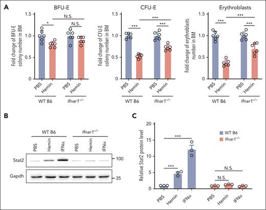 Hemin-induced suppression of BM erythropoiesis was attenuated in IFN-1 receptor knockout mice. (A) Fold change of BFU-E colony numbers, CFU-E colony numbers, and erythroblast numbers in the BM of PBS- or hemin-injected WT B6 or Ifnar1−/− mice (N = 6). (B-C) Representative western blot and quantitative analyses of Stat2 levels in enriched BM erythroid cells of PBS-, hemin- or IFNα-injected WT B6 or Ifnar1−/− mice (N = 3). ∗P < .05; ∗∗∗P < .001.