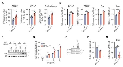 Deletion of IFN-1 receptor in the Townes SS mice improved the impaired BM erythropoiesis of SS mice. (A) Numbers of BFU-E colonies, CFU-E colonies, and erythroblasts in the BM of SS or SS/Ifnar1−/− mice (N = 6). (B) Quantitative analysis showing the pStat5 levels in the enriched BM erythroid cells of SS or SS/Ifnar1−/− mice. (C-D) Representative western blot and quantitative analyses of pErk levels in enriched BM erythroid cells from SS or SS/Ifnar1−/− mice. The fold changes were normalized to the pErk level from BM erythroid cells of SS mice stimulated with EPO at 1 U/mL. (E-F) Representative western blot and quantitative analyses of Stat2 levels in enriched BM erythroid cells of SS or SS/Ifnar1−/− mice. (G) Quantitative analyses of Cish mRNA levels in enriched BM erythroid cells of SS and SS/Ifnar1−/− mice. The quantitative analyses of pStat5, pErk, Stat2, and Cish were based on data from 3 biological replicates. ∗P < .05; ∗∗P < .01; ∗∗∗P < .001.