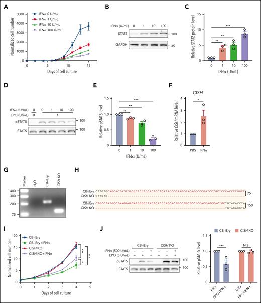 IFN-1 inhibited growth of primary human erythroid cells and impaired EPO/EPOR signaling in vitro. (A) Growth curves of human erythroid cells in the absence or presence of human IFNα at indicated concentrations (N = 3). (B-C) Representative western blot and quantitative analyses of STAT2 levels in day 6 erythroid cells cultured in the absence or presence of human IFNα at indicated concentrations (N = 3). (D-E) Representative western blot and quantitative analyses of pSTAT5 levels in day 6 erythroid cells cultured in the absence or presence of human IFNα at indicated concentrations (N = 3). (F) Quantitative analyses of CISH mRNA levels in the absence or presence of human IFNα. (G-H) PCR result and Sanger sequencing analysis of CISH in the CB-iEry cells with or without CRISPR/CAS9-mediated CISH KO. (I) Growth curves of CB-iEry cells with or without CISH knockout (KO) in the absence or presence of human IFNα at indicated concentrations (N = 3). (J) Representative western blot and quantitative analyses of pSTAT5 levels in CB-iEry cells with or without CISH KO in the absence or presence of human IFNα (500 U/mL) or EPO (5 U/mL) (N = 3). ∗P < .05; ∗∗P < .01; ∗∗∗P < .001.