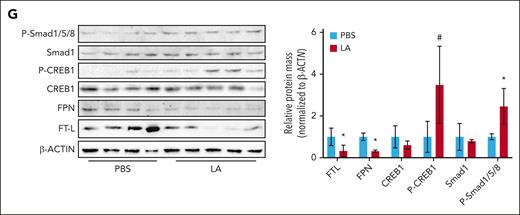 LA reduces iron burden in Hfe−/− mice. Four-week-old Hfe−/− mice were treated with intravenous LA (150 mg/kg body weight) or PBS for 4 weeks (n = 5 mice per group). (A) Changes in serum hepcidin levels of Hfe−/− mice receiving LA treatment. (B-C) Changes in serum (B) and hepatic tissue (C) iron contents in Hfe−/− mice with LA treatment. (D) Perls Prussian blue staining of liver sections (×100) from Hfe−/− mice after LA treatment, with quantitative analysis of iron content in the right panels. (E) Immunofluorescent staining of FPN (in green), and 4′,6-diamidino-2-phenylindole (DAPI, blue) in the duodenum sections (×400) from Hfe−/− mice upon LA treatment with quantitative analysis in the right panel. (F) Enhanced 3,3'-diaminobenzidine (DAB) iron staining of duodenum sections (×200) from Hfe−/− mice after LA treatment, with quantitative analysis of iron content in the right panels. (G) Western blotting of Smad1, P-Smad1/5/8, CREB1, P-CREB1, FPN, and FTL in liver specimens from LA-treated mice relative to untreated control with quantitative analysis in the right panel. ∗P < .05 and #P < .001, relative to untreated WT mice or as indicated. Data are represented as mean ± standard deviation. WT, wild type.