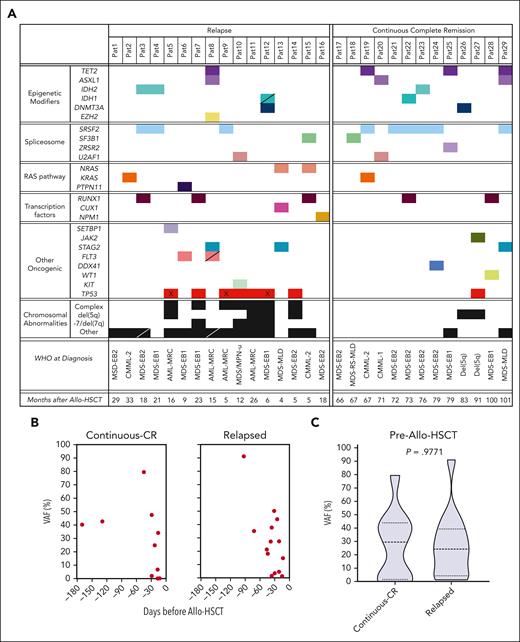 Recurrent genetic lesions in patients who received allo-HSCT. (A) Mutational map of recurrent oncogenic mutations and truncating changes used for clonal tracking as well as chromosomal abnormalities (see “Methods” and supplemental Tables 1 and 10) identified before transplantation and/or at relapse in patients with MDS and related malignancies undergoing allo-HSCT. Hatched boxes indicate new genetic lesions identified at relapse and “X” indicates patients with biallelic TP53 mutations before transplantation based on either >60% VAF or loss of chromosome 17 at diagnosis (see supplemental Table 1 and source data file 1). “Months after Allo-HSCT” reflects the time of clinical relapse for relapse group and last observation time point for continuous-CR group. (B) ddPCR data in BM MNCs for the mutation within each patient with the highest VAF (%) at indicated days before allo-HSCT (last available BM sample before conditioning for allo-HSCT) in patients who relapsed (n = 14; all patients with available BM MNCs) 4 to 33 months after allo-HSCT compared with patients who remained in continuous CR (n = 10; all patients with available BM MNCs) for ≥66 months after allo-HSCT. (C) Violin plot of VAF for mutations shown in panel B in BM MNCs for all patients in continuous-CR and patients who relapsed before allo-HSCT. Dashed lines indicate the median and dotted lines indicate the quartiles. No statistical difference (P = .98, the Mann Whitney U test) was found between relapsed and continuous-CR groups. Pre–allo-HSCT samples correspond to pre–allo-HSCT samples in raw data source data file 1. CMML, chronic myelomonocytic leukemia; Del(5q), MDS with isolated del(5q); MDS-EB, MDS with excess blasts; MPN-u, myeloproliferative neoplasm unclassifiable; MDS-MLD, MDS with multilineage dysplasia; MDS-RS-MLD, MDS with multilineage dysplasia and ring sideroblasts; WHO, World Health Organization 2016 classification.