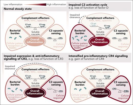 Inflammatory signaling considering effects by soluble complement and CRs of the integrin family, in addition to sensing pathogen-associated molecular patterns (PAMPs) via pattern recognition receptors. ANA, complement anaphylatoxins C3a and C5a; C3 act. cycle, C3 activation cycle; C3 reg. cycle, C3 regulation cycle; MAC, complement membrane attack complex. Professional illustration by Somersault18:24.