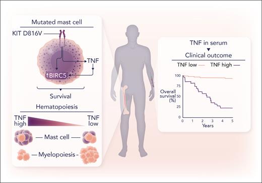 KIT D816V promotes clonal mast cell expansion and resistance to TNF. The KIT D816V mutation in mast cells induces secretion of TNF and upregulation of the BIRC5 gene, promoting mast cell survival and a growth advantage compared with nonmutated cells. A microenvironment with high TNF levels suppresses myelopoiesis and selectively promotes clonal expansion of mast cells with the KIT D816V mutation. Purple cells indicate KIT D816V mutated cells, and orange cells indicate wild-type cells. Elevated serum TNF levels in patients with systemic mastocytosis are associated with worse overall survival (the graph is adapted from Figure 5C in the article by Greiner et al that begins on page 1006). Professional illustration by Somersault18:24.