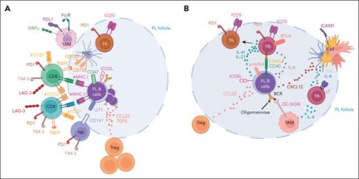 T-cell subsets within the FL microenvironment. (A) FL is characterized by a defective antitumor immune TME including amplified Treg/Tfr cells and exhausted CD4 and CD8 T cells expressing high amounts of immune checkpoint inhibitors, such as PD1, T-cell immunoglobulin and mucin-domain containing-3 (TIM-3), lymphocyte activation gene-3 (LAG-3), and T-cell immunoglobulin and immunoreceptor tyrosine-based inhibitory motif domain (TIGIT), and reduced CD27 and CD28 costimulatory receptors. Ligands of immune checkpoint inhibitors and immunosuppressive enzymes are mainly expressed by TAMs and FDCs. However, tumor B cells play a central role in the induction of the altered immune TME, by overexpressing CCL22, inducible T-cell costimulator ligand (ICOSL), and transforming growth factor (TGFβ), involved in T-cell exhaustion and Treg amplification. FL B cells also frequently display reduced MHC I and MHC II expression, thus abrogating immune recognition by cytotoxic T cells. In addition, the cytotoxic activity of TAMs and NK cells is inhibited, particularly through CD47 and lectin-like transcript 1 (LLT1) expression by tumor B cells. (B) Tfh are expanded in FL and overexpress CD40L, IL-4, IL-21, and TNF/LT, thus contributing to tumor B-cell survival and transcriptomic plasticity. FL Tfh cells also favor B-cell–TAM cross talk, trigger CXCL12 expression in FL CAFs, and increase CCL22 expression by tumor B cells. FL Tfh could differentiate into FL Tfr that contribute to tumor immune escape. FL B cells contribute to FL Tfh amplification and reprogramming, notably by expressing CD40, ICOSL, and IL-6, and by losing herpes virus entry mediator (HVEM) expression, thus alleviating the B and T lymphocyte attenuator (BTLA)-mediated inhibitory signal on Tfh. Figure created with BioRender.com.