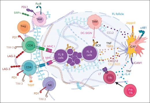 Role of stromal cells within the FL microenvironment. FL CAFs are central organizers of the FL TME. They overexpress CXCL12, CCL19, and CCL21, contributing to tumor B-cell recruitment and activation, and CCL2, involved in TAM recruitment. FL CAFs also show a deregulated expression of adhesion molecules and extracellular matrix components affecting B-cell and immune cell migration. Finally, they contribute to the polarization of TAMs and pre-Tfhs. Figure created with BioRender.com.