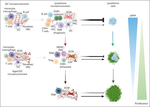Coevolution of TME and cancer cells during lymphoma progression. Lymphoma cells induce a progressive reprogramming of the germinal center microenvironment that may imply initial expansion of cell subpopulations (eg, CD4+ T-follicular helper cells), recruitment and phenotypic reprogramming (eg, FRC and fibroblasts into CAFs) and wipe out of functions (eg, CD8+ cytotoxic T cells becoming exhausted). A common pattern of this coevolution for most DLBCL subtypes is the progressive loss of TME cellular diversity and components of the APPP, whereas lymphoma cells gain in proliferation capacity. In the initial stages, the TME provide several external checkpoints for lymphoma progression (represented by thicker inhibitory vs stimulatory arrows), whereas lymphoma cells developed evasion mechanisms (genetic, epigenetic, metabolic) that affect the cellular composition and/or functionality of TME cells. Later stages are accompanied by profound changes in the TME with little resemblance to the organ of origin. At this stage, the TME provides stronger support to lymphoma growth (represented by thicker stimulatory vs inhibitory arrows). Aging tissues are characterized by attenuation of checkpoints (eg, immunesenescence) and increased lymphoma supporting mechanisms (eg, cellular and ECM inflammatory changes) that may facilitate lymphoma development and progression. ECM, extracellular matrix; FDC, follicular dendritic cells; FRC, fibroblastic reticular cells; MDSC, myeloid-derived suppressor cells; TAM, tumor-associated macrophages; TAN, tumor-associated neutrophils; VEC, vascular endothelial cells; VLC, vascular lymphatic cells.