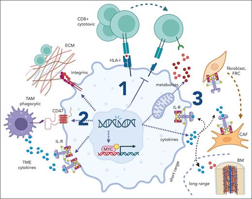 Genetic aberrations can shape the TME through several mechanisms. (1) Mutations that target molecules directly interacting with TME cells (eg, mutations in MHC-I components and NOTCH1); (2) Mutations that reprogram lymphoma cells (eg, MYC amplification) by changing the expression of membrane receptors for ECM and cells (eg, integrins), expression of suppressive molecules (eg, CD47), and pathway rewiring (eg, interleukin receptors) that makes lymphoma cells to thrive on certain TMEs; and (3) these mutations can also release into the extracellular space lymphoma products (eg, metabolites, cytokines) that induce short-range (ie, in an autocrine and/or paracrine manner) changes in cell subtypes and/or cell functionality favoring immunosuppression (eg, adenosine and inosine inhibiting CD8+ cytotoxic T cells) and TME polarization (eg, FGFR recruiting fibroblasts into CAFs) as well as long-range changes on distant organs that provide cells that infiltrate the TME (eg, inflammatory interleukins mobilizing monocytes from bone marrow).