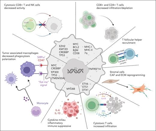 Effect of selected genetic aberrations on the TME composition and function. Specific mutations leading to gene LOF, GOF, and copy number alterations can contribute, by several mechanisms, to shape the stromal and immune components of the TME.