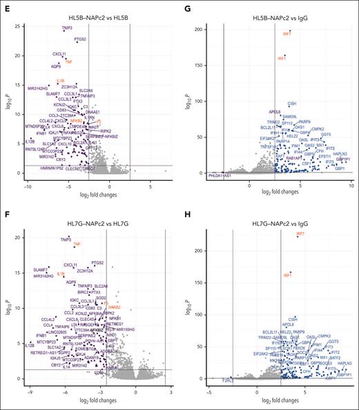 NAPc2 treatment inhibits aPL induced thromboinflammatory signaling without affecting aPL induced IFN response in monocytes. (A) Principal component analysis of aPL or NAPc2–treated monocytes and their respective controls reveals distinct clustering of stimulated and treatment groups (n = 4 per group). (B-C) Volcano plots of differentially expressed genes of HL5B and HL7G aPL–stimulated monocytes compared with IgG stimulated controls. Both aPL induce a highly similar proinflammatory phenotype involving NF-κB and IFN signaling. (D) Heatmaps showing z-scaled count values between the different treatment groups of the top 100 differentially expressed genes (P-adjusted <.001 and log2-fold change ± 2.5) from the comparison between HL5B- and IgG-treated monocytes. (E-H) Volcano plots revealed that NAPc2 treatment inhibited aPL induced NF-κB signaling, but not aPL induced IFN responses. Thresholds were set at a log2-fold change of ±2.5 and a P-adjust <.05.