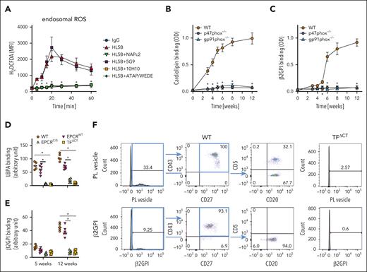 TF cytoplasmic domains signaling coupling to the NAPDH oxidase is required for aPL development. (A) Flow cytometric analysis of endosomal ROS production in MM1 cells stimulated with aPL HL5B and the effect of inhibitors. Cells were loaded with H2DCFDA before stimulation with HL5B without or with NAPc2, anti-TF 5G9 (aPL signaling noninhibitory) and 10H10 (aPL signaling inhibitory), or anti-PAR1 ATAP/WEDE; n = 5, means ± SD of mean fluorescence intensity; ∗P ≤ .001; 2-way ANOVA, Sidak multiple comparisons test. (B-C) Serum anticardiolipin (CL) (B) or anti-β2GPI (C) titers in mice of the indicated genotypes immunized with aPL HL5B; n = 5 mice, ∗P ≤ .03; 2-way ANOVA, Sidak multiple comparisons test. (D-E) The indicated mouse strains mice were infected with mCMV and serum anti-LBPA (D) or anti-β2GPI (E) titers were measured 5 and 12 weeks after infection; n = 6 mice, ∗P ≤ .0001; 2-way ANOVA, Sidak multiple comparisons test. (F) Representative example of flow cytometric detection of peripheral blood B cells reactive with fluorescently labeled PL vesicles or fluorescently labeled β2GPI. Seven weeks after CMV infection, circulating lipid-reactive as well as β2GPI-reactive B1 cells are found in C57BL/6J WT mice but not in TFΔCT mice.