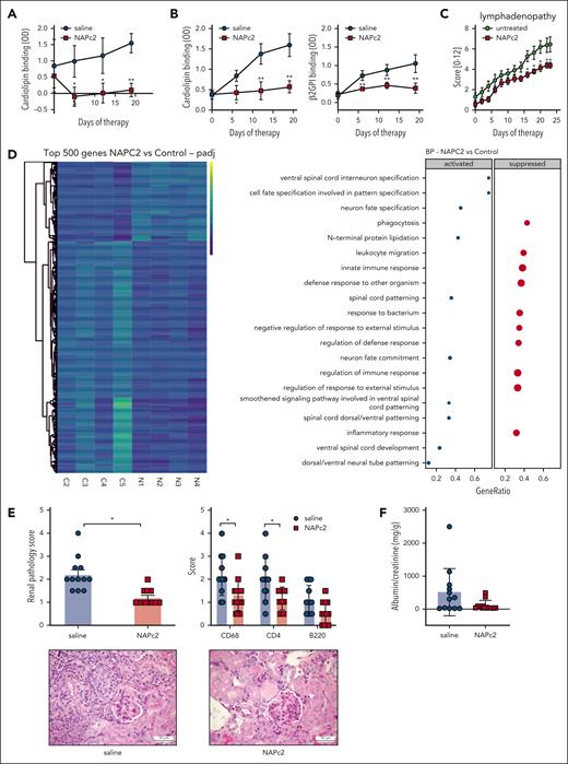 Prevention of SLE-like syndrome by NAPc2 treatment. (A) Anti-CL titers in MRL-lpr mice treated with 0.5 mg/kg NAPc2 every second day starting at an age of 11 weeks; n = 6, P ≤ .0007; 2-way ANOVA, Sidak multiple comparisons test. (B) Anti-CL and β2GPI titers in an independent cohort with the same randomization and treatment scheme; n = 6, P ≤ .0001; 2-way ANOVA, Sidak multiple comparisons test. (C) Lymphadenopathy score for NAPc2- or saline-treated MRL-lpr mice; n = 6 per group, ∗P ≤ .05; 2-way ANOVA, Sidak multiple comparisons test. (D) Heatmap of the top 500 most significantly differentially expressed genes in splenic DCs from MRL-lpr mice isolated at the end of the treatment experiment; counts are z-scale normalized. Gene set enrichment analysis (GSEA) confirmed that NAPc2 suppresses inflammatory responses in DCs sorted from spleen; P-adjust threshold <.05 was used in GSEA (n = 4 per group). (E) Renal pathology scores and glomerular immune cell infiltration of NAPc2- or saline-treated MRL-lpr mice; n = 12 mice per group, ∗P < .025; Mann-Whitney U test. Scale bars, 50 mm. (F) Albuminuria in NAPc2- or saline-treated MRL-lpr mice determined at the end of the experiment. Combined data from the cohorts shown in panels A and B; P = .0768, unpaired t test with Welch correction.