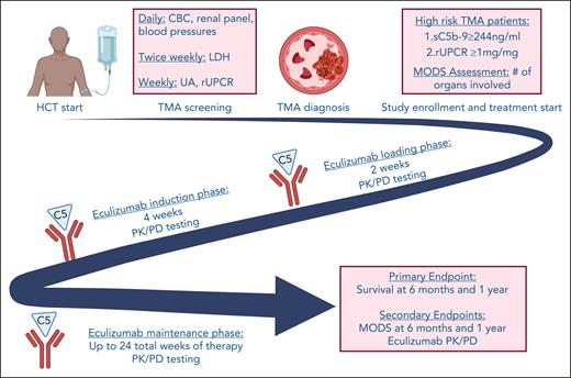 Study schema. Figure displays overall study schema. Survival at 6 months from hrTMA diagnosis and at 1 year after HCT. LDH, lactate dehydrogenase; UA, urinalysis.