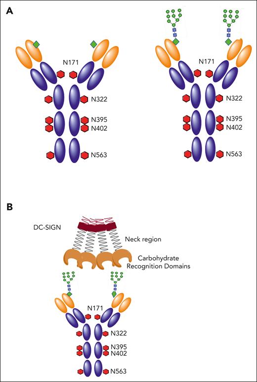 Natural and introduced N-glycosylation sites in human IgM. (A) Domain structure of healthy human IgM with natural GL sites for N-glycosylation (N-X-S/T) indicated as red hexagons at the amino acid positions in the constant region. Introduced sites in the variable region of cases of FL are shown as green diamonds. Available oligomannoses are specifically found in the variable region as branched mannoe linked to N-acetyl glucosamines (green circles). (B) DC-SIGN is a tetramer stabilized by the neck region. It interacts with oligomannoses introduced into the antigen-binding site of FL cells via its CRDs.