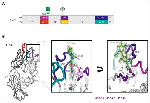 An illustrative example of a case of FL to reveal the nature and structure of the glycan-modified IGV region. (A) Site-specific glycan composition was determined by liquid chromatography–mass spectrometry, and oligomannoses at N38 in CDR-1 of the Ig heavy chain (HCDR1) are depicted in green. There were no sites in the Ig light chain. The gray circle at the GL position N57 indicates no detectable glycan addition. (B) Crystals of the derived Fab′ were analyzed at 1.65 Å resolution, and HCDRs are colored as indicated. The glycan is shown as 2 resolved N-acetyl glucosamine residues at position N38, which are attached to oligomannoses. More detail is available in the article by Chiodin et al.13 HC, heavy chain; LC, light chain.