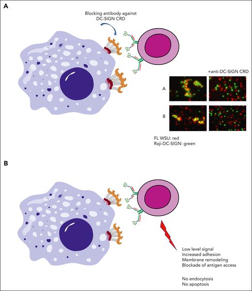 Consequences of interaction of DC-SIGN with mannosylated BCR on FL cells. (A) The clustering of DC-SIGN–expressing cells with oligomannoses in the BCR of FL cells can be blocked by an anti–DC-SIGN antibody against the CRD.13 (B) Interaction of FL cells expressing sIg-Mann with DC-SIGN in vitro generates a low-level BCR signal, membrane remodeling, increased adhesion, and blockade of antigen access12,15,26,42 but no detectable endocytosis or apoptosis.13,15