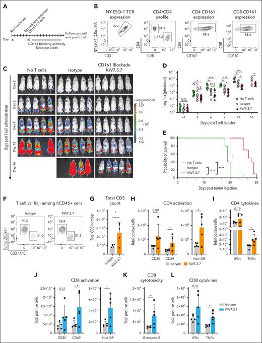 CD161 blockade enhances T-cell–mediated tumor clearance in a humanized mouse model. (A) Experimental design. NSG mice were injected IV with 2.5 × 105 NY-ESO-1+ Luciferase-positive ZsGreen+ Raji cells. Tumor engraftment was monitored by bioluminescence imaging. Five days after tumor cell injection, mice were randomized to treatment groups to ensure similar tumor burden. On day 6, a total of 1.5 × 106 NY-ESO-1 TCR+ CD8 T cells (4 × 106 total T cells) were injected IV, and mice were treated twice per week with 5 mg/kg of CD161 (KW7.3.7) or isotype control mAbs. (B) T-cell profile before adoptive transfer. NY-ESO-1 TCR expression, CD4/CD8 ratio, and CD161 expression were measured by flow cytometry. (C) Disease progression after T-cell administration was quantified by bioluminescence imaging, and total flux was quantified. (D-E) Impact of CD161 blockade on tumor burden quantified by bioluminescence (D) and overall survival (E). Panels A-E show representative assay of 2 independent repeats. (F-L) Analysis of T cells in the bone marrow on day 13 after tumor cell injection (day 7 after T-cell administration). (F) Percentage of Raji cells (ZsGreen) vs CD3+ T cells in both treatment groups. (G-L) Flow cytometry analysis of total human CD3+ T cells (G), activation markers expressed by CD4+ T cells (H), and CD8+ T cells (J), IFN-γ and tumor necrosis factor TNFα–positive (TNFα)+ CD4 (I) and CD8 (L) T cells, and granzyme B+ CD8 T cells (K). Panels F-L analyses were performed once with 5 mice per group. Each data point represents a biological replicate (individual mouse); Unpaired t test, ∗P < .5; ∗∗P < .01; ∗∗∗P < .001. APC, antigen presenting cells; BLI, bioluminescence.