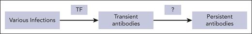 The birth of antiphospholipid antibodies. TF, tissue factor.