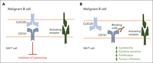 CD161-blocking antibodies promote cytotoxic lymphocyte function. (A) NK cells, CD4+ T cells, and CD8+ T cells can express CD161, and upon binding with its ligand CLEC2D, CD161 inhibits lymphocyte activation against malignant cells. (B) A fully human, high-affinity CD161-blocking antibody developed by Alvarez Calderon et al disrupts the interaction between CD161 and CLEC2D. This results in enhanced NK cell– and T cell–mediated cytotoxicity against malignant B cells, as well as increased T-cell cytokine production, proliferation, and tumor infiltration.