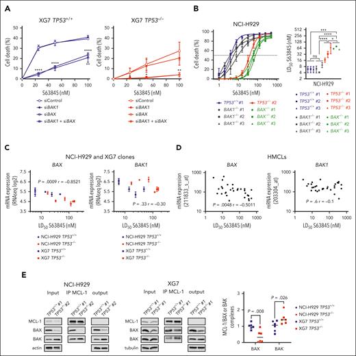 BAX expression governs the response to MCL1 BH3-mimetic S63845. (A) BAX silencing inhibited S63845-induced cell death. XG7 TP53+/+ no. 1 and TP53−/− no. 1 were transiently transfected with siCont, siBAX, siBAK1, or both, before treatment with increasing doses of S63845. The graph represents the mean ± SD of 3 independent experiments. Statistical analyses were performed using the unpaired t test. (B) CRISPR/Cas9-mediated BAX, but not BAK1, inactivation inhibited response to S63845 in NCI-H929 cells. (Left) TP53+/+ no. 1, TP53−/− no. 2, BAX−/− (n = 3), and BAK1−/− (n = 3) clones were treated with increasing doses of S63845 for 24 hours and cell death was determined using flow cytometry. The graph represents the mean ± SD of 3 experiments. (Right) The graph represents the LD50 values of each clone (mean ± SD). Statistical analysis was performed using the Mann-Whitney U test. (C) BAX, but not BAK1, expression correlated with sensitivity to S63845 in NCI-H929 and XG7 clones. Expression of BAX and BAK1 (mean DGE-seq values) were plotted against LD50 S63845 values. Correlation was assessed using the Spearman test. (D) BAX, but not BAK1, expression correlated with sensitivity to S63845 in HMCLs. Expression of BAX and BAK1 (microarray) in 30 HMCLs was plotted against LD50 S63845 value. Correlation was assessed using the Spearman test. (E) CRISPR/Cas9-mediated TP53 inactivation increased MCL1/BAK and decreased MCL1/BAX complexes. For immunoprecipitation (IP) assays, cells were lysed in 1% digitonin-containing buffer and lysates were precleared with protein A conjugated to sepharose beads. For MCL1 IP assay, 700 μg of protein lysate was incubated overnight with an agarose-conjugated monoclonal antibody anti-MCL1 from Santa Cruz Biotechnology. After immunoblotting, MCL1, BAK and BAX levels were determined in the immunoprecipitated fraction and BAX/MCL1 and BAK/MCL1 ratios were calculated to evaluate the abundance of both complexes. One experiment out of 3 is represented. The graph represents the quantities of BAX and BAK bound to MCL1 in TP53+/+ and TP53−/− NCI-H929 and XG7 cells (3 independent experiments). Statistical analyses were performed using the Mann-Whitney U test. ∗∗∗∗P < .0001; ∗∗∗P < .001; ∗∗P < .01; ∗P < .05.