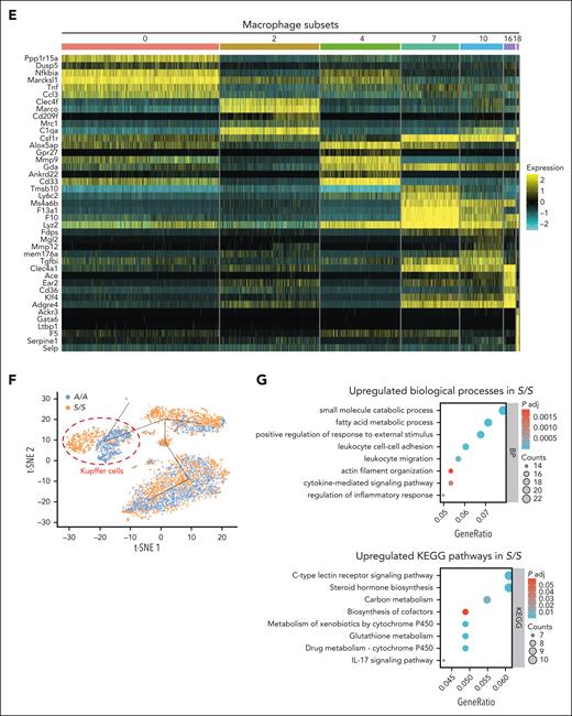 scRNA-seq reveals transcriptionally distinct monocyte or macrophage populations in the liver of A/A and S/S mice. (A) Dot plot showing the expression of monocyte or macrophage makers in different cell clusters identified using liver single cells from 4 groups of mice (2-month-old): A/A and S/S mice at baseline (n = 2 mice per genotype), and A/A and S/S mice after TNF challenge (n = 2 mice per genotype). (B) Uniform Manifold Approximation and Projection (UMAP) showing the monocyte and macrophage populations from panel A. (C) Comparison of the monocyte or macrophage numbers between baseline A/A and S/S mice (top), and between baseline S/S and TNF-challenged S/S mice (bottom). (D) UMAP showing a total of 19 cell clusters (0-18) derived from the livers of TNF-challenged 2-month-old A/A (n = 2) and S/S mice (n = 2). (E) Heat map showing the differentially expressed genes across subsets of macrophages in the liver. Seven groups of transcriptionally distinct macrophages were identified in the liver of TNF-challenged A/A and S/S mice. The color key to the right of the heat map indicates the gene expression levels (high-to-low expression corresponding to yellow to cyan). (F) Trajectory analysis of the different macrophage subsets. The differences in cell distribution between TNF-challenged A/A (blue) and S/S (orange) mice are shown in the t-distributed stochastic neighbor embedding (t-SNE) map, and the cell cluster exhibiting the most different transcriptomic profile is circled in red, which corresponds to Kupffer cells (cluster 2). (G) Bubble plots showing functional annotations of the upregulated biological processes (top) and KEGG pathways (bottom) in Kupffer cells from the livers of TNF-challenged S/S mice when compared with those from the livers of TNF-challenged A/A mice. In the bubble plots, the bubble size represents the number of enriched genes whereas the bubble color represents the P-value. Mono/mac, monocytes/macrophages; pMac, peritoneal macrophages.