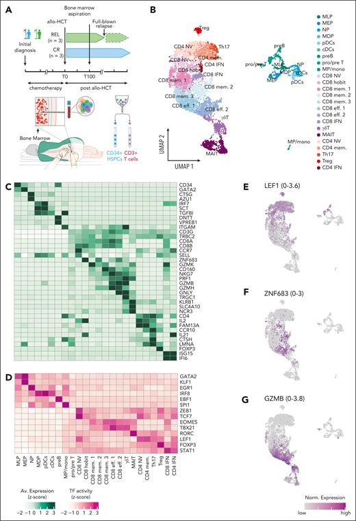 Single-cell characterization of BM HSPCs and T cells from patients with REL and those with CR. (A) Overview of the experimental setup. (B) Uniform manifold approximation and projection (UMAP) of 8492 post-QC cells representing BM HSPCs and T cells from 6 patients with AML on day 100 after allo-HCT. Cells are colored according to cell type. HSPCs included myeloid/lymphoid progenitors (MLP), B-cell precursors (preB), T-cell precursors (pre/proT), megakaryocyte-erythroid progenitors (MEP), neutrophil progenitors (NP), monocyte-dendritic progenitors (MDP), late monocytic precursors/monocytes (MP/mono), and dendritic cells (pDCs, cDCs). (C-D) Scaled expression (C) of marker genes and TF activity (D) are shown for each cell type cluster in panel B as heat maps. Values are averaged across all cells in the cluster. TF activity is obtained from SCENIC (“Methods”). (E-G) UMAP as shown in panel B indicating the normalized gene expression of selected genes, with the range of normalized gene expression indicated in the parenthesis of each UMAP. QC, quality control. The BM biopsy illustration in the lower part of panel A was adapted from the original work of Cancer Research UK under a CC BY-SA 4.0 license.