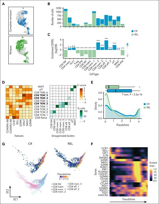 Altered BM T-cell composition is associated with the remission status. (A) UMAP highlighting CR and REL cells (green, REL; blue, CR). (B) Absolute numbers of cells across CD3+ T-cell types. The different colors indicate REL (green) and CR (blue) samples. (C) Differential abundance per cell type, within the CD3+ population. The bars represent the log2 odds ratios (Fisher exact test, P value after Bonferroni correction; n.s., not significant; ∗∗∗P < .0001). (D) (Left) Scaled expression (z-score) of publicly available cellular indexing of transcriptome and epitopes (CITE)-seq data. Features (x-axis) with antibody (AB) suffix indicate that the measurement was performed on protein level. (Right) Percentage of cells per cluster (x-axis) that map to public reference clusters (y-axis). Bold cluster names indicate CD8+ TEMRA subsets (CD45RA+ CCR7–). (E) Comparison of the CD8+ pseudotime (calculated with Monocle3) between CR and REL using naive CD8+ as the starting population. Box plot (top) and density plot (bottom) depicting the pseudotime of CD8+ cells in CR (blue) and REL (green). Difference between CR and REL was assessed using t test. (F) Heat map depicting the scaled expression across pseudotime of selected effector, memory, and exhaustion genes in CD8+ cells. (G) Diffusion maps for the CD8+ cells colored according to the inferred pseudotime using Monocle3 split per condition (top) and based on the clusters (bottom).