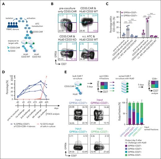 GPR56 is dynamically upregulated by CAR-T cells upon target recognition. (A) Schematic visualizing the experimental setup: Peripheral blood mononucleated cells (PBMCs) from 4 healthy donors were first activated, activated T cells (ATCs) were then transduced with a retroviral vector comprising a CD33.CAR construct. On day 15 of production, CAR-T cells were coincubated with the AML cell line HL60, expressing CD33 on the surface, or with HL60 cells, in which CD33 was knocked out using CRISPR/Cas9 (HL60 CD33 KO). (B) Representative FACS plots showing CD27 and GPR56 expression on CAR-T cells after activation and transduction, but without contact to leukemia cells (upper left), after 5-day coculture with CD33+ HL60 (upper right), after coculture with HL60 CD33 KO cells (lower left), and on nontransduced cells after coculture with HL60 CD33+ cells (lower right). Note that GPR56 upregulation occurs exclusively when CAR-T cells carrying the CD33.CAR were incubated with HL60 CD33+ cells. This suggests that GPR56 upregulation occurs only upon antigen recognition by the T cell receptor. (C) Statistical analysis of the experiment shown in 4B. ∗∗∗ P < .0005. (D) Percentage of GPR56+CD27+ fractions (blue) and CD15+ HL60 cells (orange) in the 4 individual donors during the 5 serial 5-day challenges. (E) (Top) Experimental setup of sorting experiment; CAR-T cells were challenged once with HL60 for 5 days. Then, cultures were sorted for CD8+ and the following 4 quadrants: GPR56+CD27–, GPR56+CD27+, GPR56–CD27+, and GPR56–CD27–. Subsequently, equal numbers of sorted cells were re-exposed to HL60 cells for 5 days and subsequently analyzed for surface marker expression. All fractions were capable of eliminating HL60 WT cells except for 1 culture with double-negative cells (data not shown), confirming that all fractions contained the CAR construct. (Lower left) Representative FACS plots of the sorted CAR-T cells after re-exposure to target cells. The label above the plots indicates the originally sorted phenotype. (Lower right) Stacked bar graph showing the distribution of the 4 quadrants in the 4 different conditions. Mean and standard deviation of the 4 donors are shown. The x-axis labels indicate the originally sorted fraction. Colors of bars indicate the output phenotype according to the legend. nt, nontransduced; wt, wild type.