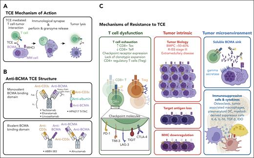 Anti-BCMA TCE mechanism of action and resistance. (A) TCEs redirect host T cells to enhance tumor killing by engaging CD3 on T cells and BCMA (or other target antigens) on MM cell surface. TCEs induce close-contact immune synapse and promote T-cell activation and granzyme and perforin release to target cells. (B) Distinct TCE molecular designs include those that feature monovalent vs bivalent BCMA binding domains as well as cis or trans orientation of CD3 and BCMA binding domains. (C) Mechanisms of MM resistance to TCE are broadly categorized into T-cell dysfunction, tumor intrinsic, and tumor microenvironment related features. Host T-cell dysfunction marked by the abundance of exhausted T cells (Tex), reduced effector T cells (Teff), expression of checkpoint molecules, and lack of clonotypic T-cell expansion contribute to primary refractoriness to TCE. Recruitment of regulatory T cells (Tregs) may also hinder TCE-mediated cytotoxic activity. Tumor intrinsic features leading to resistance include increased disease burden, R-ISS stage III, and extramedullary plasmacytoma. MM immune evasion occurs through mutation and/or deletions of BCMA or GPRC5D. Major histocompatibility complex I (MHCI) loss has also noted in some cases at relapse. MM cells release soluble BCMA into the TME, generating a ligand sink that attenuates TCE efficacy. The MM bone marrow milieu consists of immunosuppressive cells and cytokines. CTLA-4, cytotoxic T-lymphocyte associated protein 4; IDO, indoleamine 2,3-dioxygenase 1; IL, interleukin; LAG-3, lymphocyte activating 3; PD-1, programmed cell death protein 1; TGF-β, transforming growth factor-β; TIGIT, T-cell immunoreceptor with Ig and ITIM domains; TIM-3, T-cell immunoglobulin mucin 3; TOX, thymocyte selection associated high mobility group box.