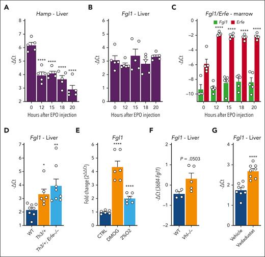 Fgl1 mRNA expression is induced by hypoxia.Hamp (A) and Fgl1 (B) mRNA expression in the liver, and Erfe and Fgl1 (C) mRNA expression in the bone marrow of 7-week-old mice at t = 0 to 20 hours after a single intraperitoneal injection of EPO (200 U; n = 5). (D) Fgl1 mRNA expression in the liver of 8-week-old WT, Th3/+, and Erfe−/−; Th3/+ mice (n = 7-9). (E) Fold change of Fgl1 mRNA expression in mouse primary hepatocytes in serum-free media and incubated for 15 hours in low-oxygen condition (2%) or in presence of prolyl-hydroxylases inhibitor DMOG compared with untreated cells. (F) Fgl1 mRNA expression in the liver of Vhl-deficient mice (Albumin-Cre/VHLflox/flox), and (G) mice treated with prolyl-hydroxylase inhibitor vadadustat. Data shown are mean ± SEM and were compared for each time point with values for control mice at t = 0 (A-C) or to WT mice (D) by 1-way ANOVA and were corrected for multiple comparisons by the Holm-Šidák method or with WT or vehicle-treated mice by the Student t test (F-G). Data shown for the experiment in primary hepatocytes are means of 3 independent experiments and were compared with control cells by the Student t test (E). ∗∗∗∗P < .0001; ∗∗∗P < .001; ∗∗P < .01; ∗P < .05.
