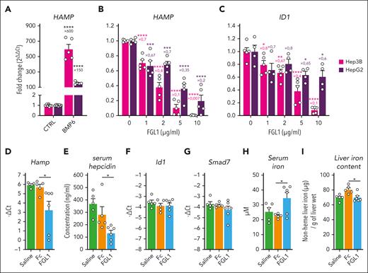FGL1 is a suppressor of hepcidin in vitro and in vivo.HAMP mRNA expression in Hep3B and HepG2 cells cultured in serum-free medium in response to BMP6 (25 ng/mL, 6 hours) (A) or BMP6 + recombinant mouse FGL1 (1-10 μg/mL) (B). (C) ID1 expression in hepatoma cell lines treated with BMP6 and FGL1. Hepatic Hamp mRNA expression (D), serum hepcidin concentration (E), and liver Id1 (F) and Smad7 (G) mRNA expression, serum (H) and liver iron (I) concentration in mice treated for 6 hours with saline, Fc, or recombinant mouse FGL1 (10 mg/kg; n = 5). Data shown are mean ± SEM of 3 independent experiments (A-C) and were compared with untreated cells using the Student t test (A) or 1-way ANOVA (B-I) and corrected for multiple comparisons using the Holm-Šidák method. ∗∗∗∗P < .0001; ∗∗∗P < .001; ∗∗P < .01; ∗P < .05.