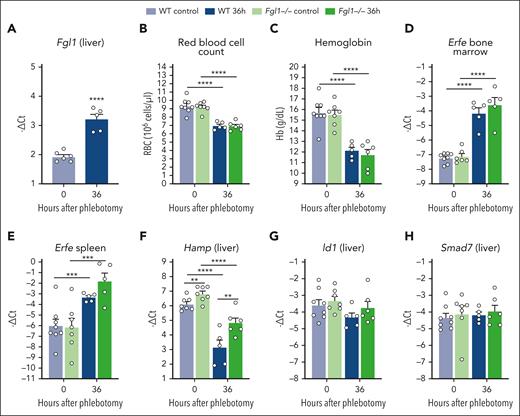 Fgl1−/− mice exhibit a blunted response to phlebotomy. (A) Fgl1 mRNA expression in the liver of male WT mice 36 hours after bleeding compared to control mice. Red blood cell count (RBC) (B) and hemoglobin (Hb) (C); Erfe mRNA expression in the bone marrow (D) and the spleen (E); and liver Hamp (F), Id1 (G), and Smad7 (H) mRNA expression in WT and Fgl1−/− mice at t = 0 or 36 hours after phlebotomy. Data shown are mean ± SEM (n = 5-8) and were compared between control and phlebotomized mice using the Student t test (A) or between WT and Fgl1−/− mice by 2-way ANOVA and corrected for multiple comparisons using the Holm-Šidák method (B-H). ∗∗∗∗P < .0001; ∗∗∗P < .001; ∗∗P < .01; ∗P < .05.