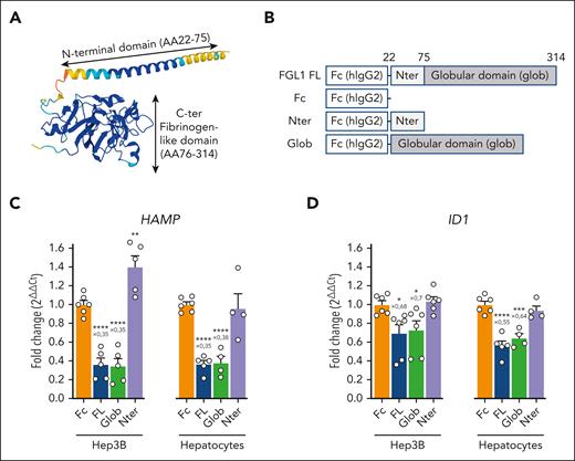 The globular domain of FGL1 mediates hepcidin suppression. (A) AlphaFold structure prediction of mouse FGL1. (B) Schematic representation of the recombinant mouse FGL1 protein constructs. HAMP (C) and ID1 (D) expression in Hep3B cells and mouse primary hepatocytes treated for 6 hours with BMP6 and either Fc, FL, or the N-terminal (Nter) or globular (glob) domains of FGL1. Data shown are mean ± SEM of 3 independent experiments (C-D) and were compared with Fc-treated cells using 1-way ANOVA and corrected for multiple comparisons using the Holm-Šidák method. ∗∗∗∗P < .0001; ∗∗∗P < .001; ∗∗P < .01; ∗P < .05.