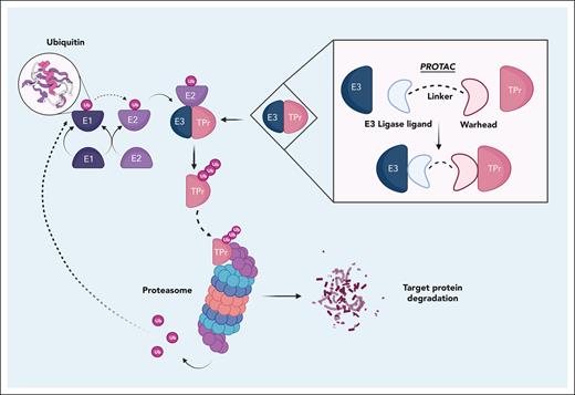 The UPS and PROTAC mechanism of action. The ubiquitin-activating (E1) enzymes adenylate ubiquitin in an ATP-dependent reaction and the ubiquitin molecule is translocated to a ubiquitin-conjugating enzyme (E2). Ubiquitin-ligases (E3) bind to the target protein, recruiting the target to the E2-ubiquitin complex and catalyzing E2-driven transfer of ubiquitin to the target protein. Additional ubiquitin molecules may be attached to form a polyubiquitin chain, with variation in linkage configurations conferring different downstream effects on the protein’s fate. Once ubiquitinated, specific proteasomal subunits recognize the tagged protein via ubiquitin receptors or ubiquitin-associated domains. This initiates the unfolding of the protein and its loading into the proteolytic core of the proteasome, in which it is catalytically degraded. Deubiquitinating enzymes then liberate the ubiquitin molecules, enabling their participation in future ubiquitination reactions. ATP, adenosine triphosphate; Ub, ubiquitin molecules; TPr, target protein.