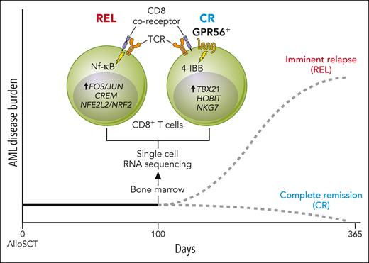 CD8+ T cells derived from patients who remained in CR after alloSCT for AML are characterized by a GPR56+, cytotoxic phenotype in contrast to those derived from patients who later relapsed with AML that exhibit GPR56−, immune-suppressive regulatory states. Professional illustration by Patrick Lane, ScEYEnce Studios.