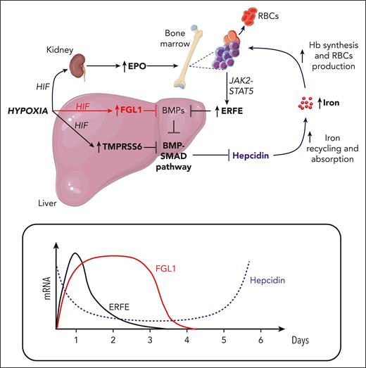 Under hypoxia (experimentally induced by controlled bleeding), the kidney increases production of EPO, a growth factor that stimulates proliferation of erythroid precursors and their differentiation into mature RBCs, whereas the liver upregulates the serine protease TMPRSS6 to decrease the BMP-SMAD pathway and hepcidin expression. In erythroid precursors, activation of the EPO-dependent signaling pathway, mediated by JAK2-STAT5, increases the production of ERFE, a secreted protein that inhibits the BMP-SMAD pathway and hepcidin by sequestering the BMP ligand BMP6. ERFE reaches its maximum concentration within 24 hours (lower panel) after bleeding. The liver plays a crucial role in the hypoxia-mediated inhibition of the BMP-SMAD pathway and hepcidin through the upregulation of the newly identified “erythroid regulator” FGL1. Like ERFE, FGL1 acts upstream of the BMP-SMAD signaling by sequestering BMP6. However, the timing of FGL1 expression is delayed compared with ERFE and reaches its maximum level 1 to 3 days after bleeding. Reduced production of hepcidin promotes iron recycling and uptake of dietary iron by stabilizing the sole iron exporter ferroportin at the cell membrane of macrophages and enterocytes, respectively, thereby increasing iron entry into the bloodstream. The coordinated activity of ERFE and FGL1, which ensures efficient hepcidin downregulation (lower panel), provides all the iron required by erythroid cells for hemoglobin synthesis and RBC production. HIF, hypoxia-inducible factor.