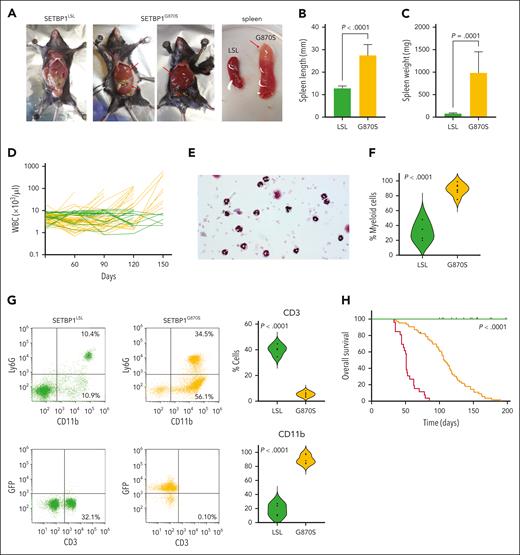 Phenotype of the SETBP1G870S mouse. (A) Gross examination of SETBP1LSL (first panel) and SETBP1G870S (second and third panel) mice at autopsy, showing massive enlargement of the spleen and liver in SETBP1G870S mice (red arrows). The fourth panel shows the spleen of SETBP1LSL (left) and SETBP1G870S mouse (right); the red arrow points to a splenic infarction occurring in SETBP1G870S. (B-C) Spleen size (B) and weight (C) of SETBP1LSL (green) and SETBP1G870S (orange) mice, confirming massive spleen enlargement. Statistical analysis was performed using a 2-tailed t test. (D) Total WBC counts reported over the course of a 150-day follow-up for SETBP1G870S (orange) and SETBP1LSL (green) mice. (E) Hematoxylin and eosin (H&E) stained PB cytospins of a 60-day SETBP1G870S mouse showing accumulation of mostly mature neutrophils with less abundant monocytes. (F) Violin plot showing the fraction of myeloid cells over the total WBC count in SETBP1LSL (green) and SETBP1G870S (orange) mice at 120 days, as determined by pathologist’s counts on cytospin slides. Statistical analysis was performed using a 2-tailed t test. (G) (Left) fluorescence-activated cell sorter (FACS) analysis of representative SETBP1LSL (green) and SETBP1G870S (orange) PB mononuclear cell (PBMCs); CD11b vs Ly6G (upper) and CD3 vs GFP (lower) plots are shown, displaying massive expansion of CD11b+ myeloid cells and dramatic reduction of CD3+ lymphocytes. Blood samples were collected at 120 days; (right) aggregated FACS data (n = 6). (H) Kaplan-Meier OS analysis. P values were calculated with the use of a log-rank test, and mice were stratified according to their genotype (SETBP1G870S, heterozygous, orange; SETBP1G870S, homozygous, red; SETBP1LSL, green). Tick marks indicate censored data.