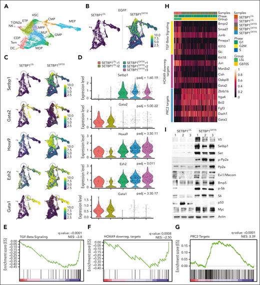 Single-cell transcriptome analysis of SETBP1LSL and SETBP1G870S Lin− BM cells. (A) Uniform manifold approximation and projection (UMAP) plot showing the integrated single-cell RNA (scRNA) analysis, color-coded by cell type. ETP, earliest thymic progenitors; T-DN2a, T-DN2a cells; CDP, common dendritic progenitors; MDP, monocyte-dendritic cell progenitors; Tem, T effector memory cells; DC, dendritic cells. (B) UMAP plot reporting the expression level of the artificial SETBP1-EGFP transcript in SETBP1LSL (left) and SETBP1G870S (right) 90-day-old littermates in a blue-to-yellow color scale. (C) UMAP plots reporting the expression level of Setbp1, Gata2, Hoxa9, Ezh2, and Gata1 in SETBP1LSL (left) and SETBP1G870S (right) mice in a blue-to-yellow color scale. (D) Violin plot showing the expression level of Setbp1, Gata2, Hoxa9, and Ezh2 in the HSC cluster and of Gata1 in the CMP cell cluster of SETBP1LSL (green) and SETBP1G870S (orange) mice. Differentially expressed genes were identified using a negative binomial generalized linear model; the false-positive discovery rate (FDR) was controlled using the Bonferroni procedure. (E-G) Enriched gene sets for TGF-beta signaling, Hoxa9 downregulated targets, and PRC2 targets identified in in SETBP1G870S vs SETBP1LSL HSC cells. FDR represents the Benjamini-Hochberg adjusted P value; normalized enrichment score (NES) is the normalized gene set enrichment analysis (GSEA) enrichment score. HOXA9 downreg. targets represents genes that are downregulated in HSCs expressing HOXA9.26 (H) Heat map of the top GSEA leading edge genes of the TGF-beta signaling, Hoxa9 downregulated targets, and PRC2 targets pathways in SETBP1LSL (left, green ribbon) and SETBP1G870S (right, orange ribbon) mice. (I) Western blot analysis of PB samples obtained from SETBP1LSL and SETBP1G870S mice; transgenic SETBP1 is detected both by anti-SETBP1 and anti-V5 antibodies. Actin is shown as a loading control.