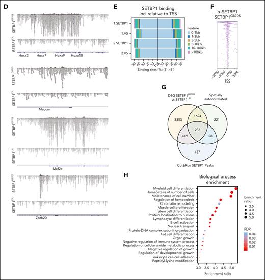 Single-cell analysis of SETBP1LSL and SETBP1G870S BM cells. (A) Left: UMAP projection of the full, integrated SETBP1G870S/SETBP1LSL single-cell analysis, annotated with cell type. The orange area highlights the HSC, CMP, GMP, and MEP cell populations. Right: UMAP projection of the HSC, CMP, GMP, and MEP cell populations. The gray line represents the pseudotime path. (B) Gene expression heat map of autocorrelated genes from root to fate in the CMP to MEP (upper panel) and CMP to GMP (lower panel) trajectories for SETBP1LSL (left) and SETBP1G870S (right) cells. (C) UMAP plots reporting the expression level of a subset of differentially expressed and autocorrelated genes in a blue-to-yellow color scale. Orange dots identify genes that are differentially expressed in SETBP1G870S vs SETBP1LSL; blue and green dots highlight genes that are spatially autocorrelated in the CMP-MEP and CMP-GMP trajectories, respectively; red dots identify genes that represent direct transcriptional SETBP1 targets. (D) Alignment plots of Hoxa9/10, Mecom, Mef2c, and Zbtb20 loci for anti-SETBP1 Cut&Run experiments performed in Lin− BM cells of SETBP1G870S and SETBP1LSL mice models. (E) Cumulative distribution of SETBP1 and V5 binding loci relative to transcription start site (TSS). (F) Heat map of anti-SETBP1 Cut&Run reads binding to TSS. (G) Venn diagram showing the intersection between differentially expressed genes (DEGs) identified in SETBP1G870S vs SETBP1LSL in CMP, GMP, and MEP clusters, spatially autocorrelated genes in CMP-MEP and CMP-GMP trajectories, and peaks identified in Cut&Run experiments using an anti-SETBP1 antibody. (H) Biological process overrepresentation analysis performed using the intersection of DEGs identified in SETBP1G870S vs SETBP1LSL in CMP, GMP, and MEP clusters, spatially autocorrelated genes in CMP-MEP and CMP-GMP trajectories, and peaks identified in Cut&Run experiments as input. The FDR is reported in a blue-to-red color scale.