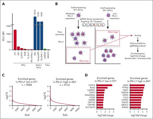 A CRISPR screen reveals PD-L1 regulating genes. (A) Cell surface expression of PD-L1 in ATLL cell lines, ALK+ ALCL cell lines, and T-ALL cell lines measured by flow cytometry. (B) Schematic design of the CRISPR library screen in the study. Two Cas9-transducing ATLL cell lines, ST1 and KK1, were used for identifying genes whose knockout decreases or increases PD-L1 expression, respectively. (C) Log2 fold-changes (sorted/unsorted population) of genes enriched in ST1 expressing low level PD-L1 (left panel) and in KK1 expressing high level PD-L1 (right panel). (D) Top 10 log2 fold change genes with 3 or 4 sgRNA log2 fold changes ≥1.0 in ST1 expressing low level PD-L1 (left panel) and in KK1 expressing high level PD-L1 (right panel).